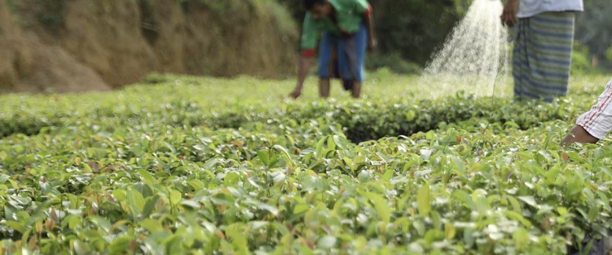 Workers tending and watering young organic cinnamon plants in a green field at the Diyadola Estate in Sri Lanka
